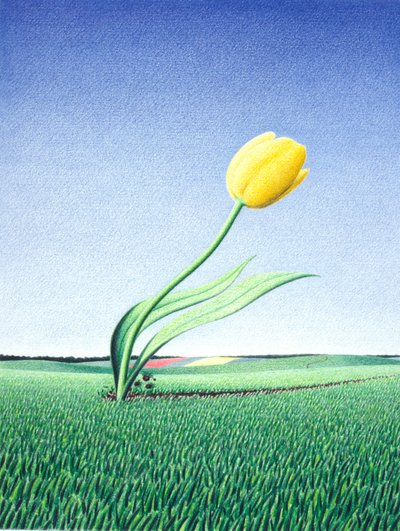 توليب سريع بواسطة رينيه بوين