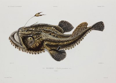 Angler fish, Iceland, early 19th century بواسطة ريتشارد (بعد) داد