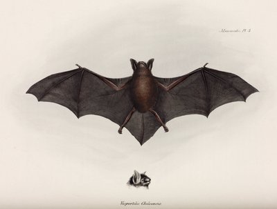 Bat, South America, c 1832-1836 بواسطة ريتشارد (بعد) داد
