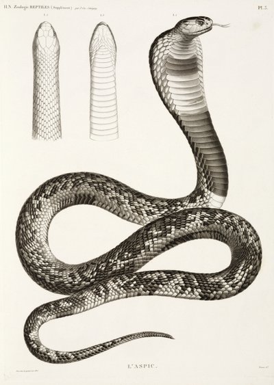 Egyptian cobra بواسطة ريتشارد (بعد) داد