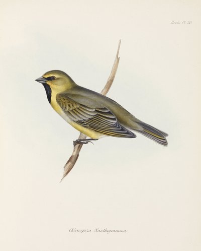 Finch, c 1832-1836 بواسطة ريتشارد (بعد) داد