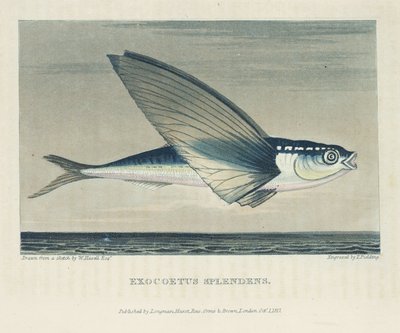 Flying fish بواسطة ريتشارد (بعد) داد