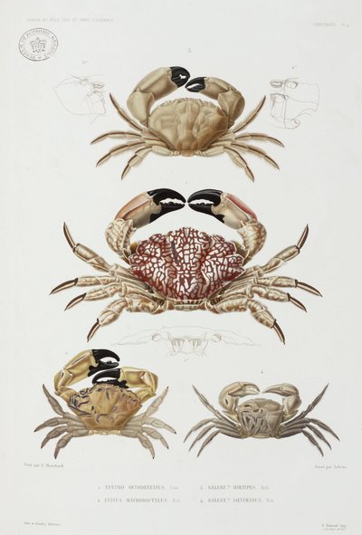 Four types of crab بواسطة ريتشارد (بعد) داد