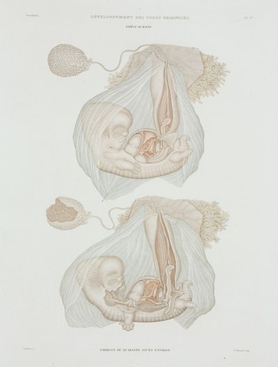 Gynaecology Human foetus at 40 days, c 1847-1859 بواسطة ريتشارد (بعد) داد