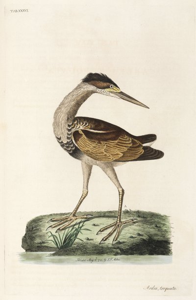 Heron بواسطة ريتشارد (بعد) داد