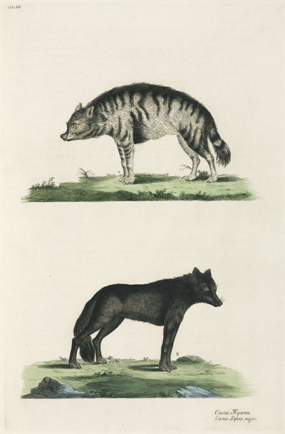 Hyena and wolf بواسطة ريتشارد (بعد) داد