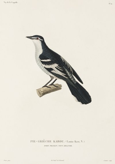Karou shrike, Port Praslin, New Ireland بواسطة ريتشارد (بعد) داد