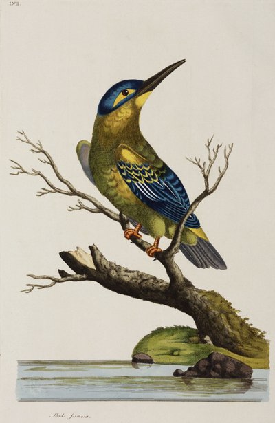 Kingfisher بواسطة ريتشارد (بعد) داد