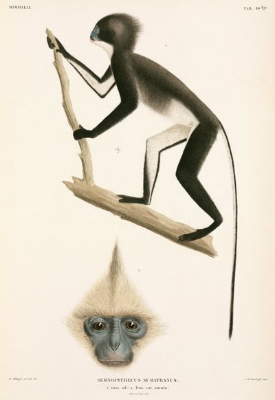 Monkeys, Sumatra, Indonesia بواسطة ريتشارد (بعد) داد