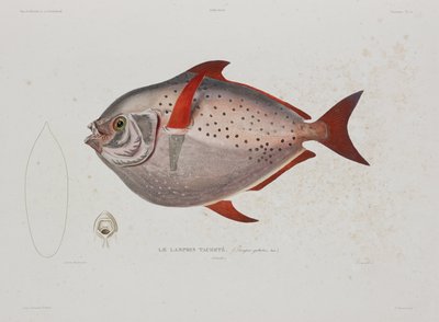 Moon-fish, Iceland, early 19th century بواسطة ريتشارد (بعد) داد