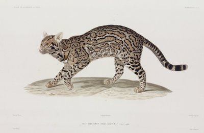 Ocelot, USA بواسطة ريتشارد (بعد) داد