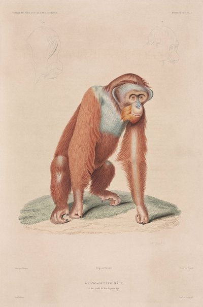Orang-utan, Indonesia بواسطة ريتشارد (بعد) داد
