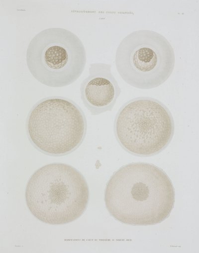 Rabbit egg, c 1847-1859 بواسطة ريتشارد (بعد) داد