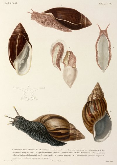 Snails, New Guinea, Madagascar and Mauritius بواسطة ريتشارد (بعد) داد