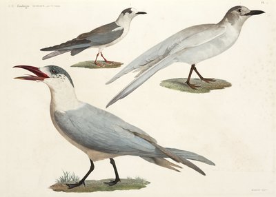 Terns and gulls, Egypt بواسطة ريتشارد (بعد) داد