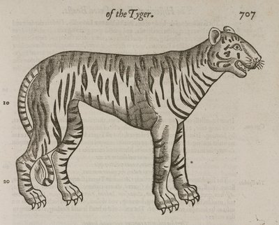 The Tiger بواسطة ريتشارد (بعد) داد