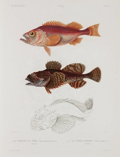 Two types of fish, Iceland, early 19th century بواسطة ريتشارد (بعد) داد