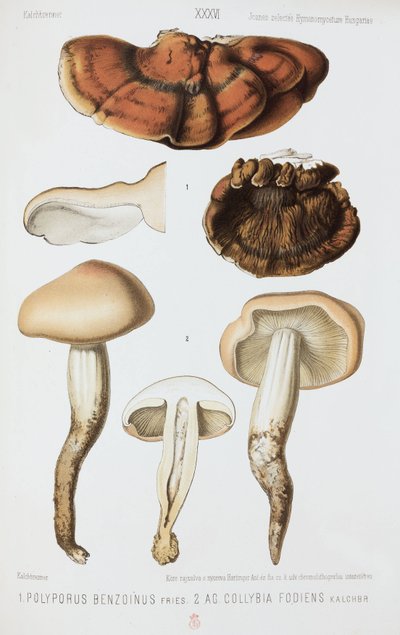 Two types of mushroom, c 1874 بواسطة ريتشارد (بعد) داد