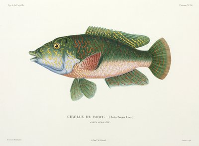 Type of wrasse, Tahiti بواسطة John Pardon