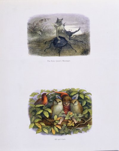 The Fairy Queen&39;s Messenger و Elf and Owls ، رسوم توضيحية من فيلم "In Fairyland: A Series of Pictures from the Elf-World" من تأليف William Allingham و Andrew Lang بواسطة ريتشارد دويل
