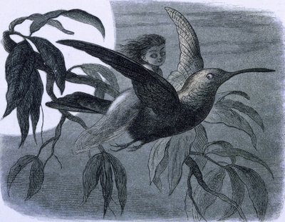 جنية (أو حورية) تركب طائرًا طنانًا. رسم توضيحي من "In Fairy Land. سلسلة صور من عالم الجان بقلم ريتشارد دويل بواسطة ريتشارد دويل