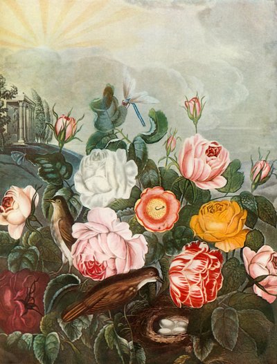 الورود ، c1805 ، 1948. بواسطة ريتشارد إيرلوم