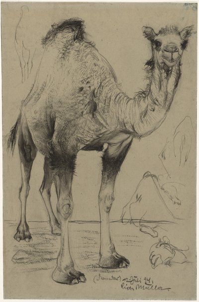 Dromedary ، 1894. بواسطة ريتشارد مولر