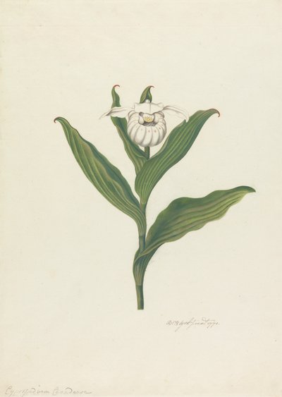 شبشب ليدي (Cypripedium Canadense ، Calceolus Maria) بواسطة روبرت بليث