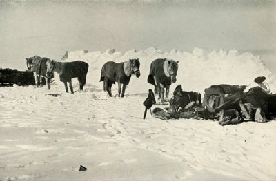 المهور خلف ملجئهم في معسكر على الجدار ، 1911 ، 1913 بواسطة روبرت فالكون سكوت