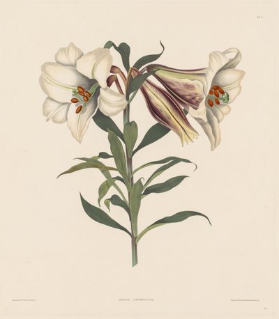 مجموعة مختارة من نباتات هيكساندريان ، تنتمي إلى النظام الطبيعي لأماريليداي ... ، 1831-1832. بواسطة روبرت هافيل
