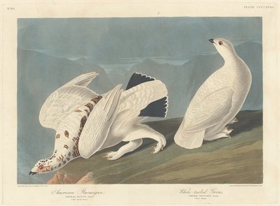 الأمريكية Ptarmigan و Grous ذات الذيل الأبيض 1838. بواسطة روبرت هافيل