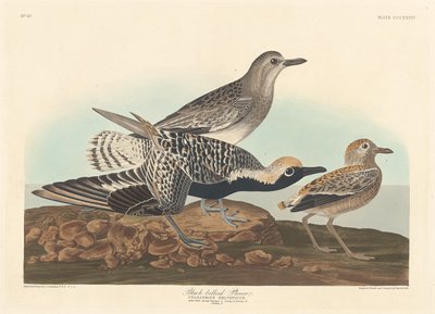 القطقاط الأسود ذو البطن 1836. بواسطة روبرت هافيل