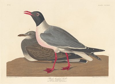نورس أسود الرأس 1836. بواسطة روبرت هافيل