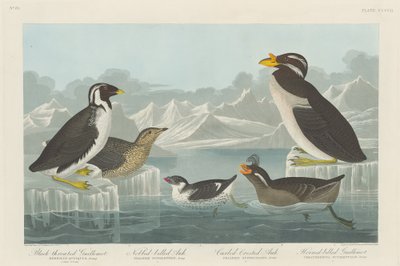 Guillemot أسود الحلق ، Nobbed-billed Auk ، Curled-Crested Auk and Horned-billed ... ، 1838. بواسطة روبرت هافيل