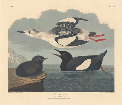 بلاك غيليموت ، 1834. بواسطة روبرت هافيل