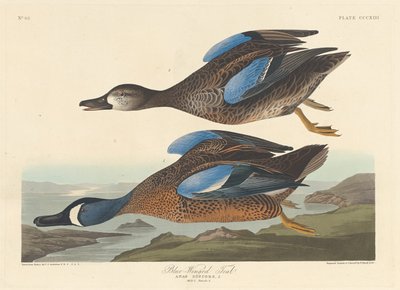 البط البري ذي الأجنحة الزرقاء ، 1836. بواسطة روبرت هافيل