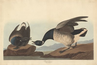برانت جوز 1837. بواسطة روبرت هافيل