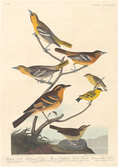 بولوك أوريول ، بالتيمور أوريول ، طائر الحسون المكسيكي و Varied Thrush ، 1838. بواسطة روبرت هافيل