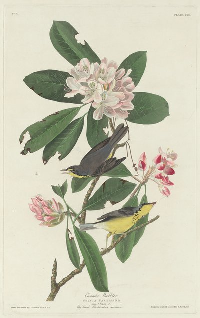 كندا المغرد ، 1831. بواسطة روبرت هافيل