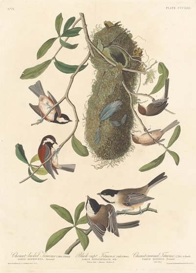 Titmouse المدعوم من الكستناء ، Titmouse الأسود وتوج الكستناء Titmouse ، 1837. بواسطة روبرت هافيل