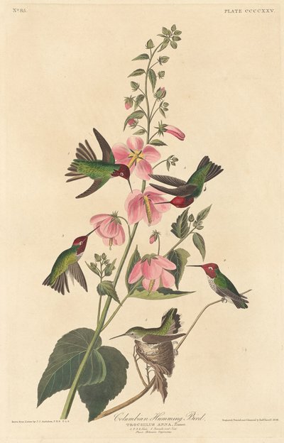 الطائر الطنان الكولومبي 1838. بواسطة روبرت هافيل