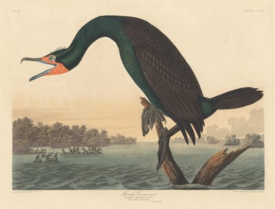 غاق فلوريدا 1835. بواسطة روبرت هافيل