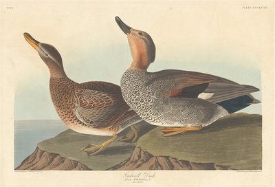جادوال داك 1836. بواسطة روبرت هافيل