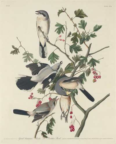 الصرد الأمريكي العظيم أو الجزار بيرد ، 1834. بواسطة روبرت هافيل