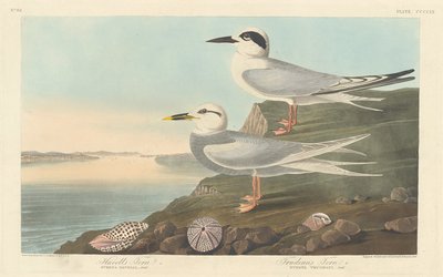ترن هافيل وخطافير ترودو ، 1838. بواسطة روبرت هافيل