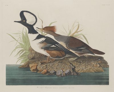 مقنع Merganser ، 1834. بواسطة روبرت هافيل