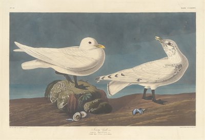 العاج نورس 1836. بواسطة روبرت هافيل