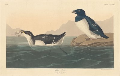 ليتل أوك 1836. بواسطة روبرت هافيل
