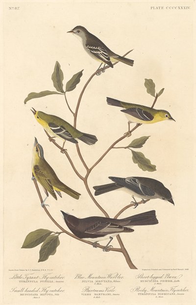 Little Tyrant Flycatcher ، صائد الذباب صغير الرأس ، Blue Mountain Warbler .. ، 1838. بواسطة روبرت هافيل