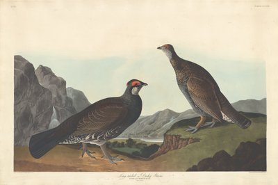 طويل الذيل أو Dusky Grous1837. بواسطة روبرت هافيل